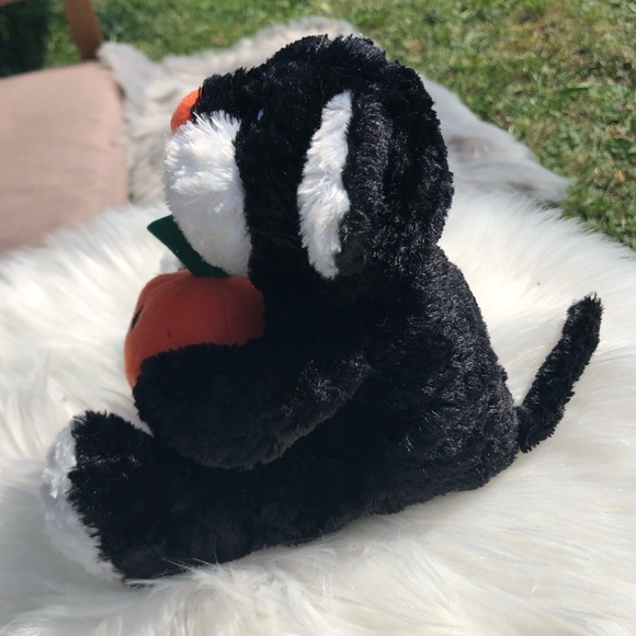 Black and white cat with Jack o lantern - Picture 2 of 4